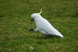 Sulphur-Crested Cockatoo 109